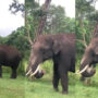 Watch: Video of the elephant eating plastic went viral