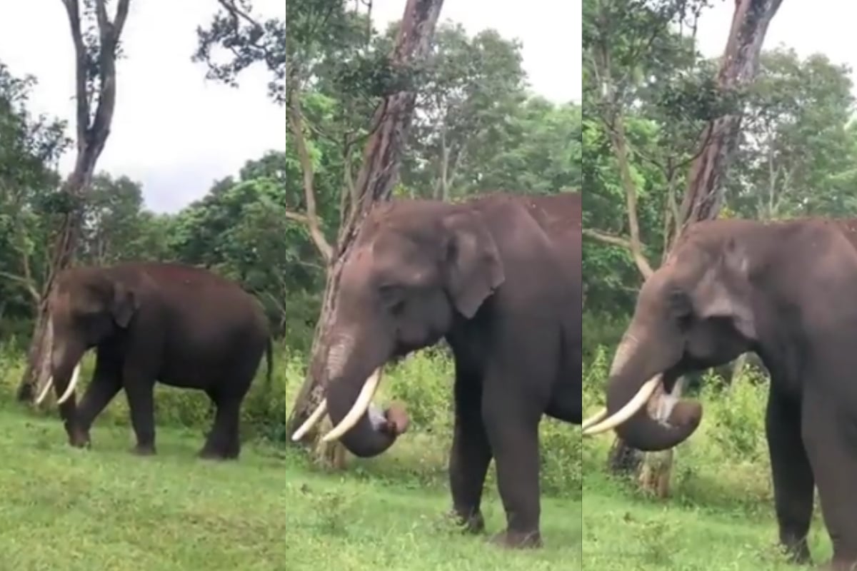 elephant eating plastic