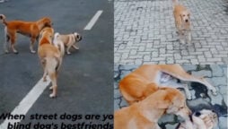 Watch viral: Vision impaired pet dogs are guided by street dogs