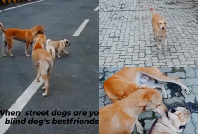 Watch viral: Vision impaired pet dogs are guided by street dogs