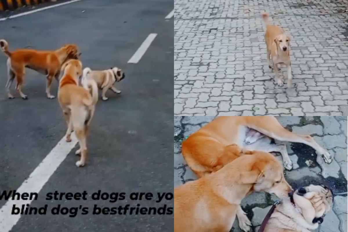 street dogs guided impaired