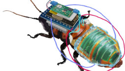 Cyborg cockroach could be the first responder