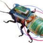 Cyborg cockroach could be the first responder to natural disasters