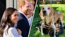 According to Harry and Meghan, they have five children