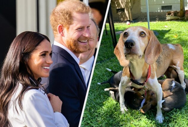 According to Harry and Meghan, they have five children