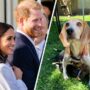 According to Harry and Meghan, they have five children