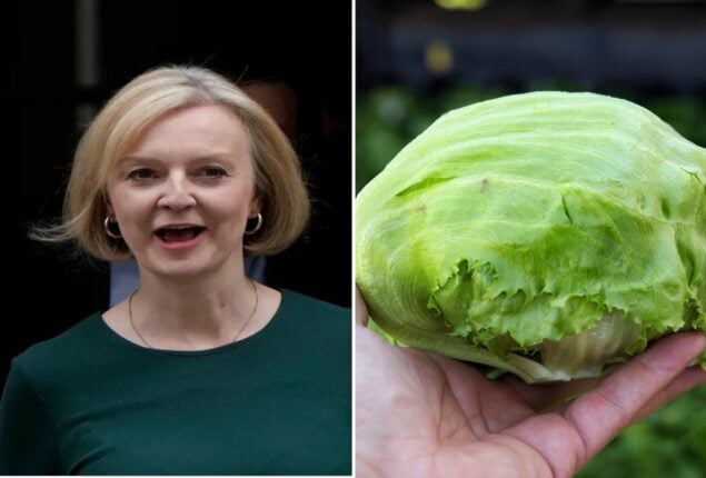 lettuce