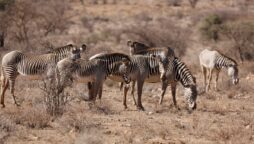 Severe drought in Kenya wipes out 2% of the rarest zebras in the world