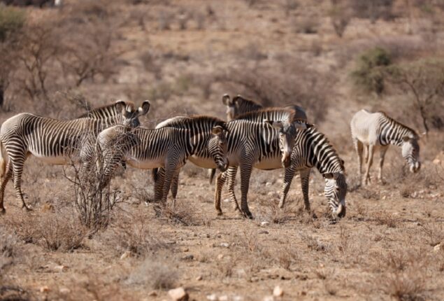 Severe drought in Kenya wipes out 2% of the rarest zebras in the world