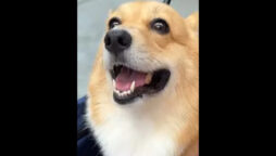 Corgi dog rates food items with its ‘hungry eyes’