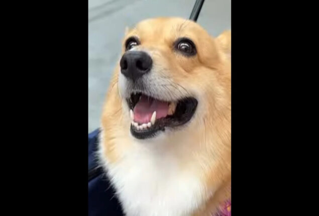 Corgi dog rates food items with its ‘hungry eyes’