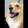 Corgi dog rates food items with its ‘hungry eyes’