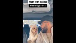 Dog solves math problem correctly using BODMAS using his paws