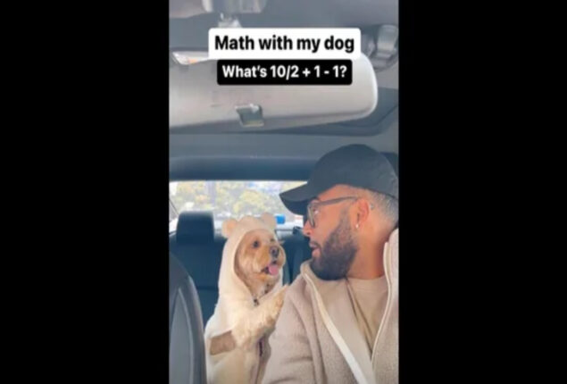 Dog solves math problem correctly using BODMAS using his paws