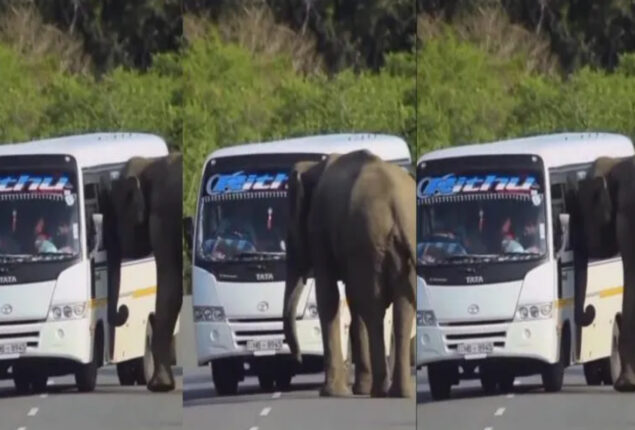 Elephant