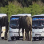 Elephant tries to enter a moving bus; twitteratti reacts