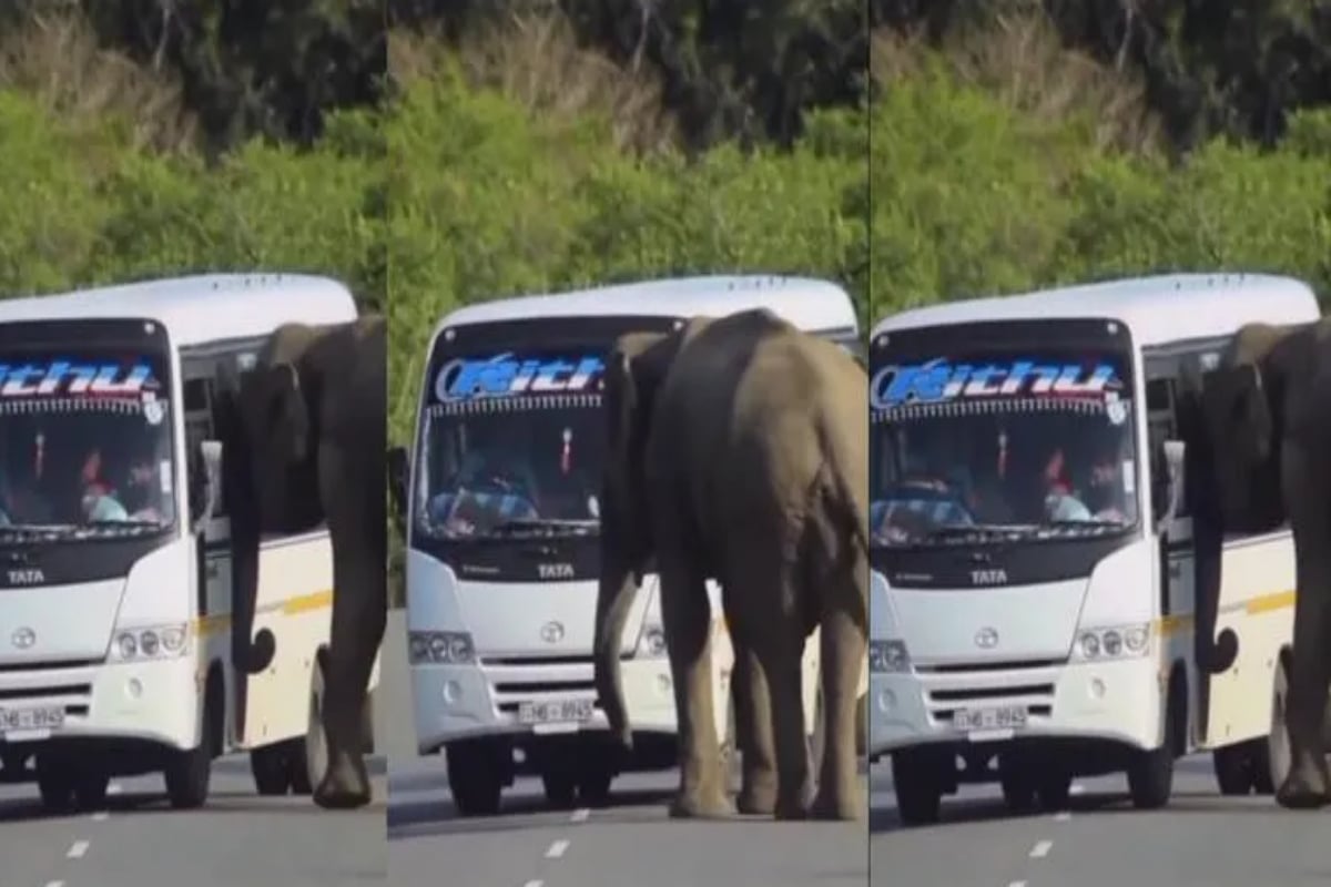Elephant