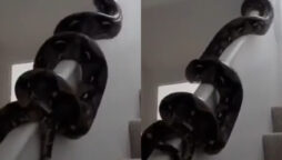 python