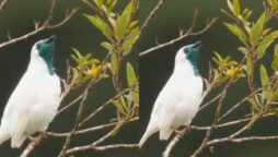 Watch viral: Bird whistling several times before letting out puff of smoke