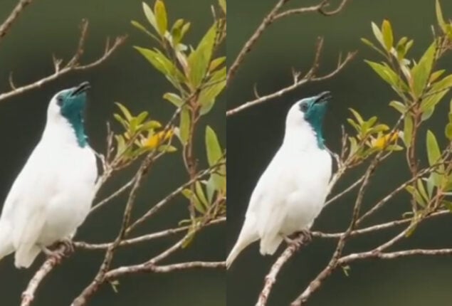Watch viral: Bird whistling several times before letting out puff of smoke