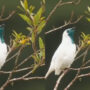 Watch viral: Bird whistling several times before letting out puff of smoke