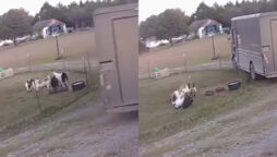 Viral video : Tribe of Goats pretend to faint on seeing a parcel truck