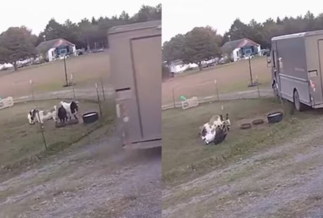 Goats video