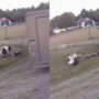 Viral video : Tribe of Goats pretend to faint on seeing a parcel truck
