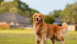 Must watch this Golden Retriever video will brighten up your day