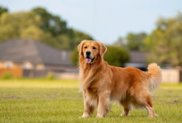 Must watch this Golden Retriever video will brighten up your day