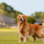 Must watch this Golden Retriever video will brighten up your day