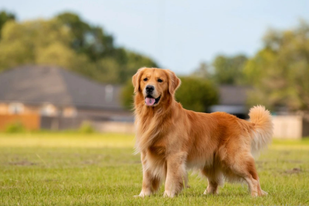 Golden Retriever