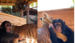 chimpanzee playing with tiger cubs