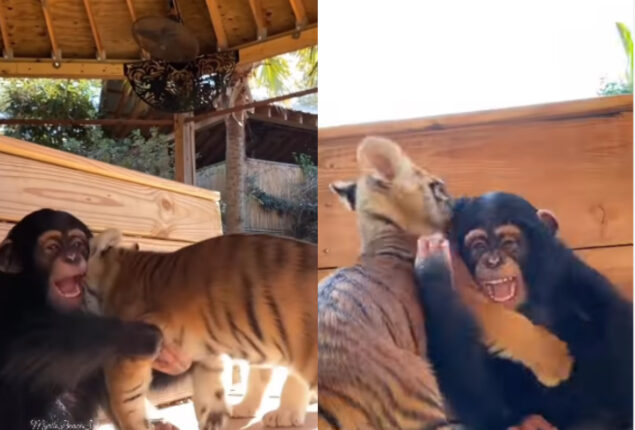 chimpanzee playing with tiger cubs