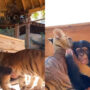 Adorable video of chimpanzee playing with tiger cubs