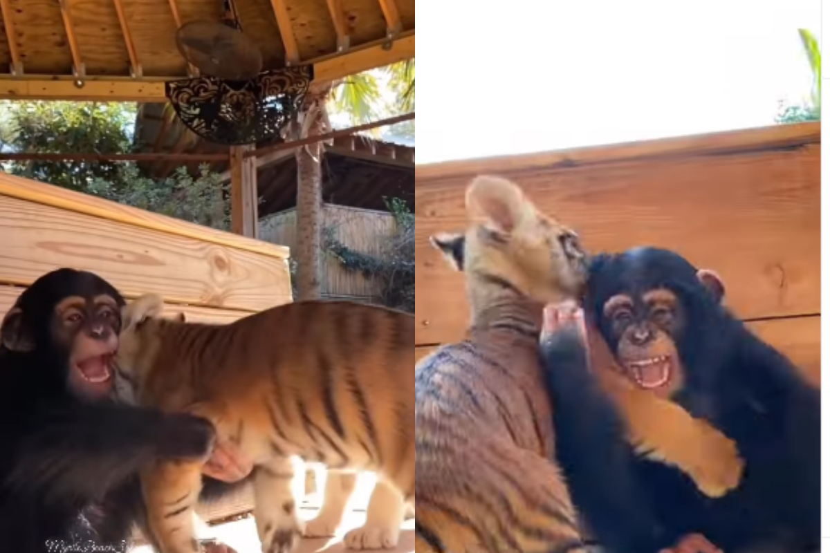 chimpanzee playing with tiger cubs