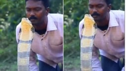 Man Kisses King Cobra on Head, Terrifies Internet
