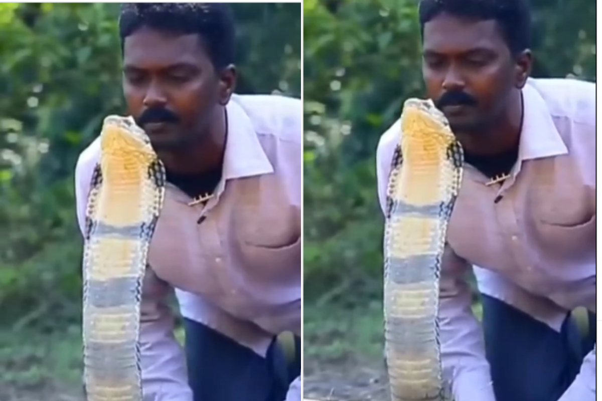 Man Kisses King Cobra on Head, Terrifies Internet