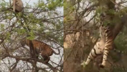 Tiger falls from tree after monkey’s hilarious mind game