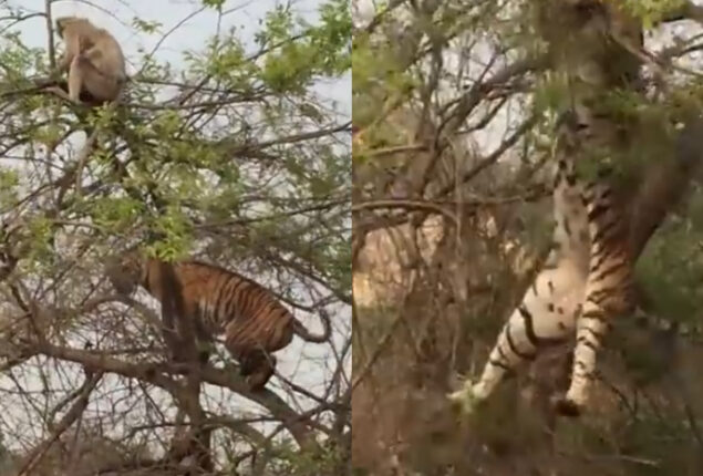 Tiger falls from tree