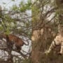 Tiger falls from tree after monkey’s hilarious mind game