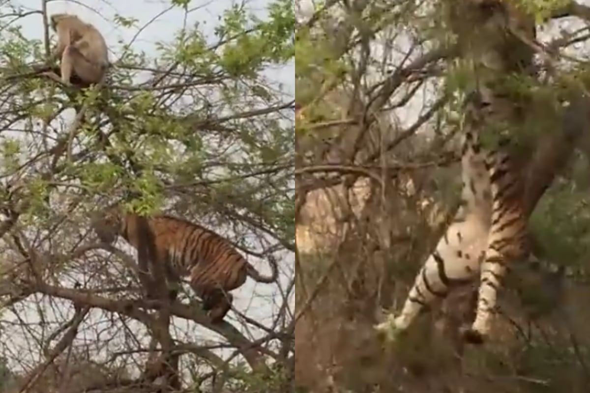 Tiger falls from tree