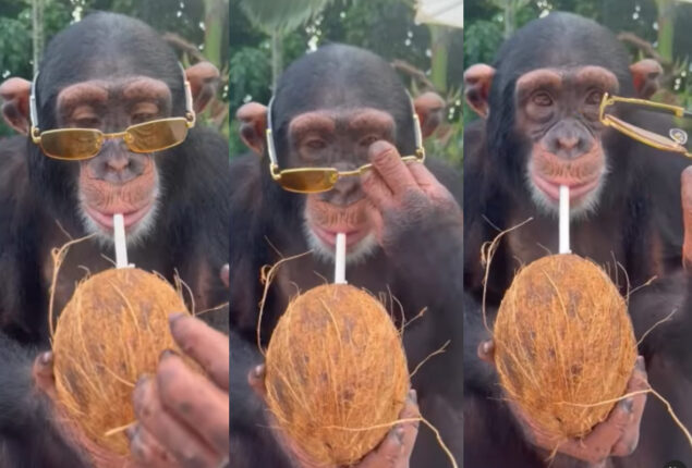 Chimpanzee wears sunglasses, drinks coconut water with straw