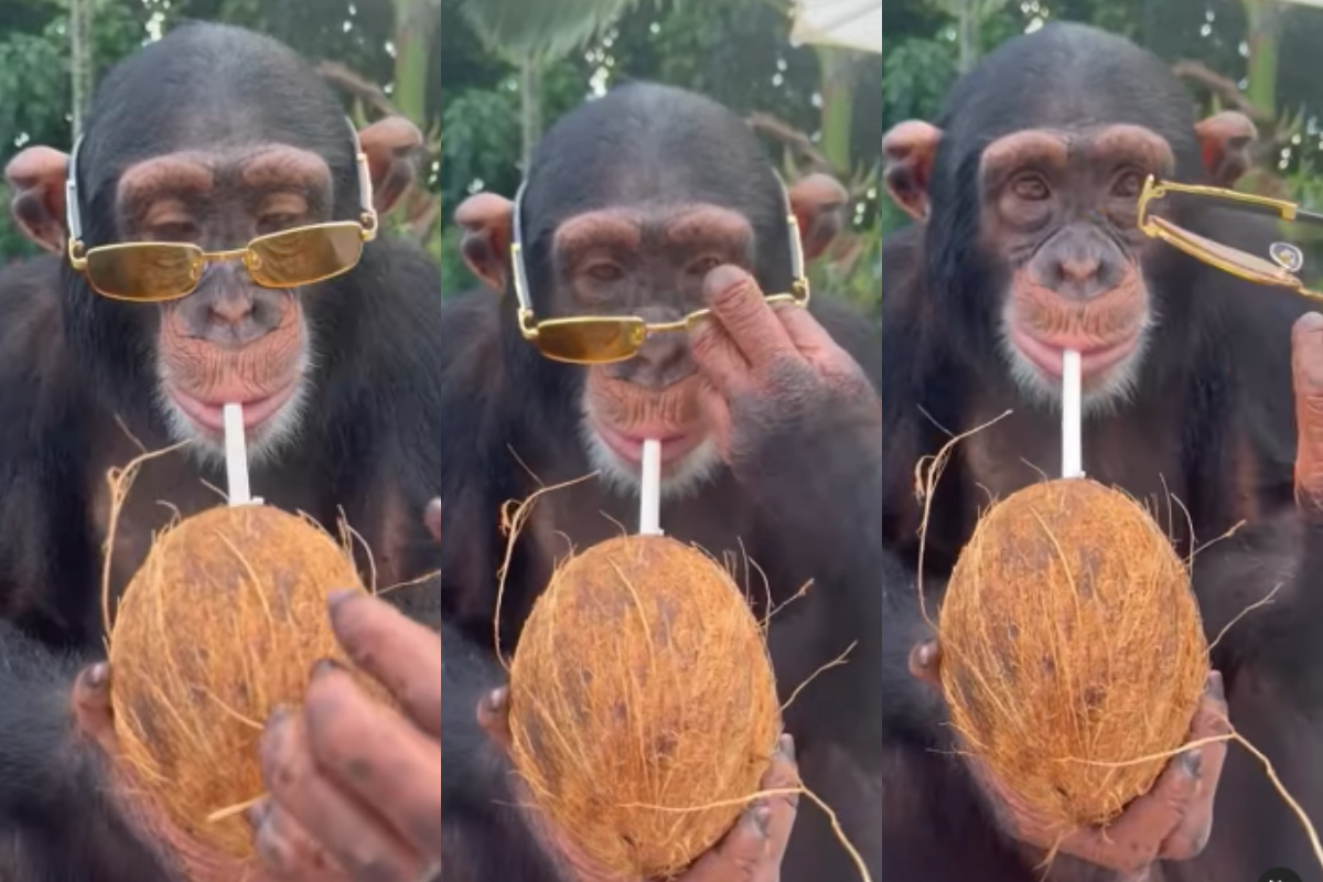 Chimpanzee