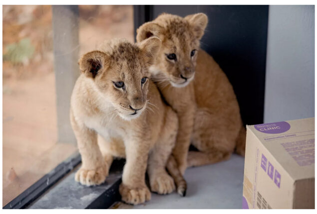 Lion Cubs from War-Torn Ukraine On Their Way to Minnesota Sanctuary