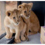 Lion Cubs from War-Torn Ukraine On Their Way to Minnesota Sanctuary