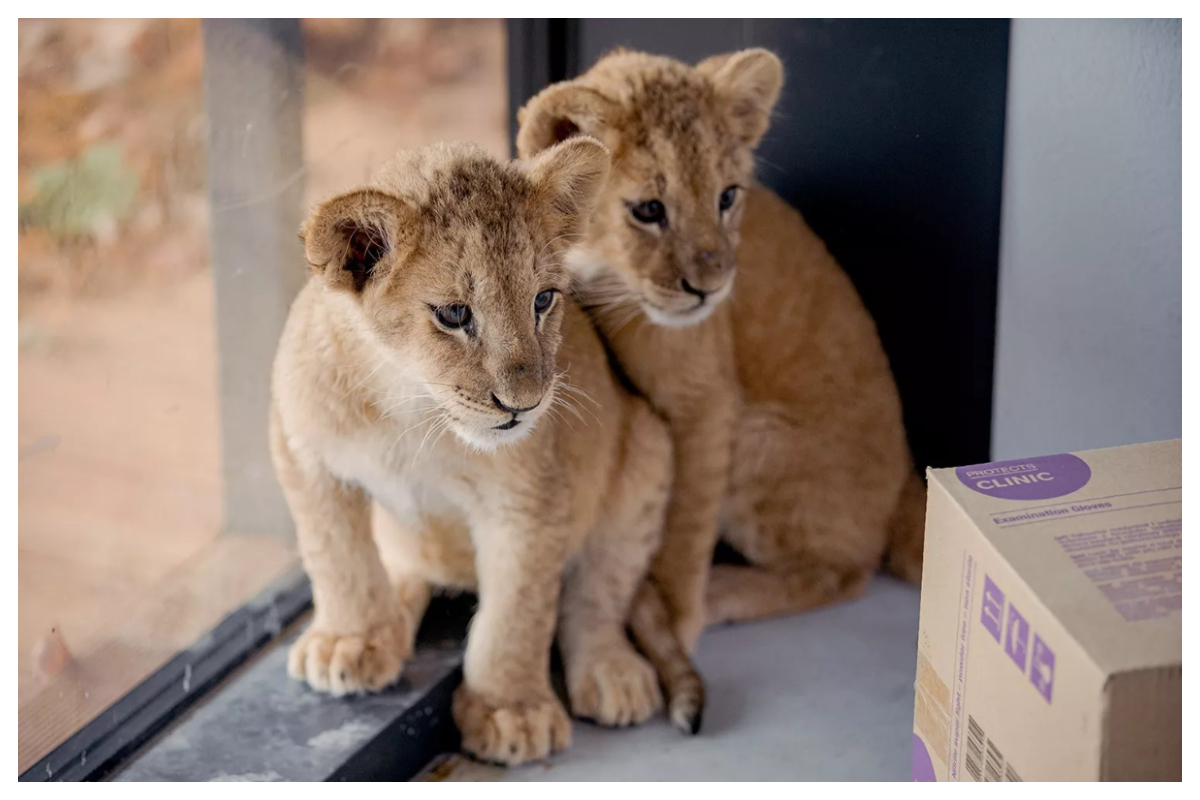 Lion