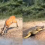 Viral Video: Crocodile attacks deer drinking from river