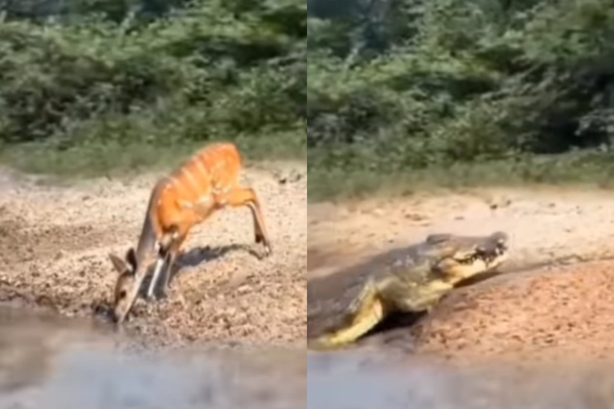 Crocodile