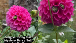 Frogs cocooned in dahlia blossoms have gone viral